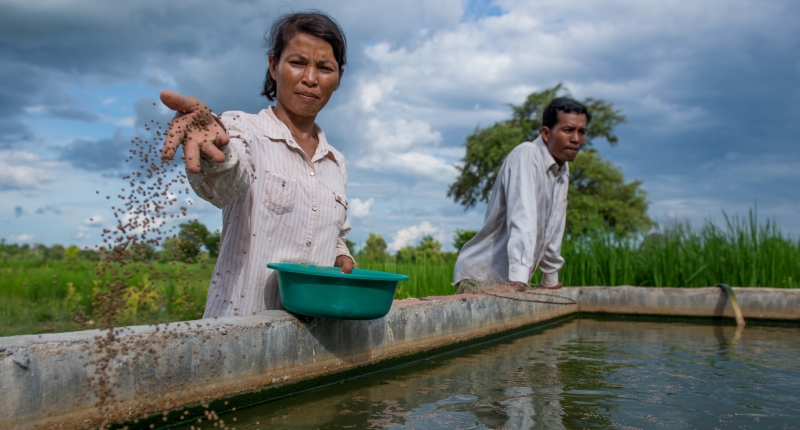 Woman throwing fish feed into a fish pen