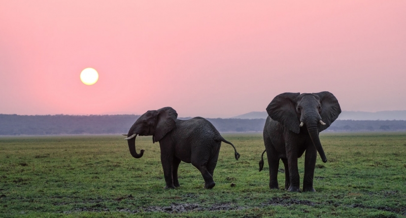 Two elephants at sunset