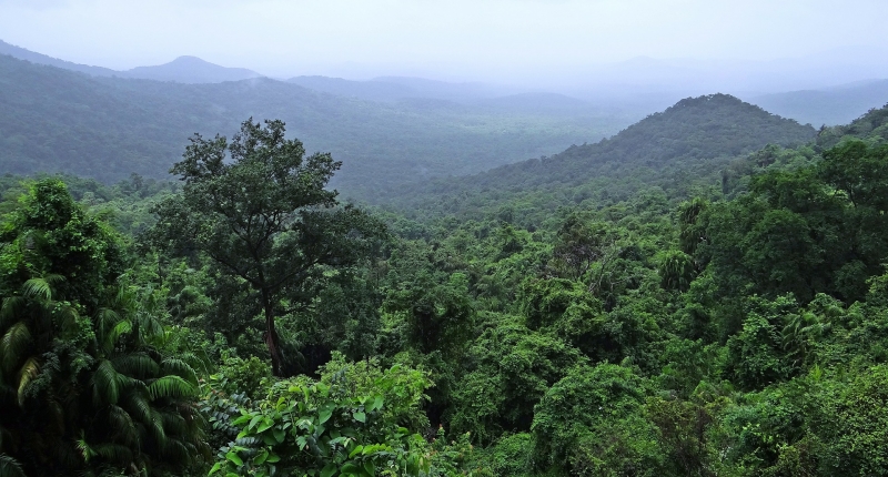 Rainforest in Rwanda