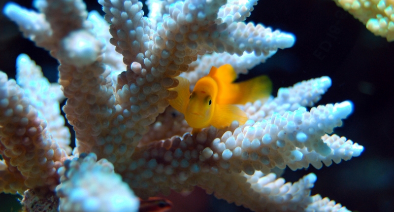 orange fish in coral