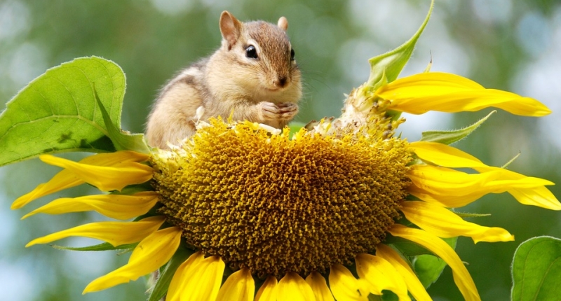 Chipmunk on flower