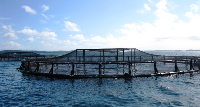 aquaculture