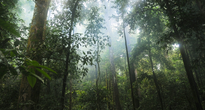 green trees and jungle