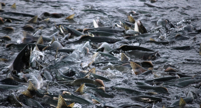 salmon fish migration