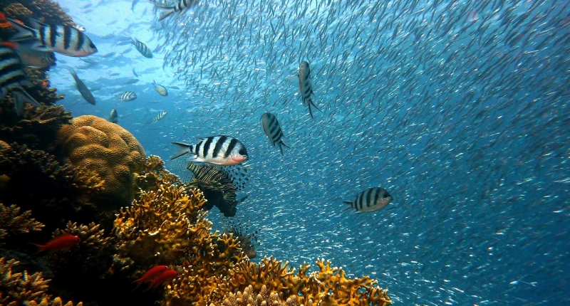 underwater coral ecosystem 