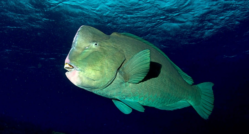 up close of bumphead parrotfish