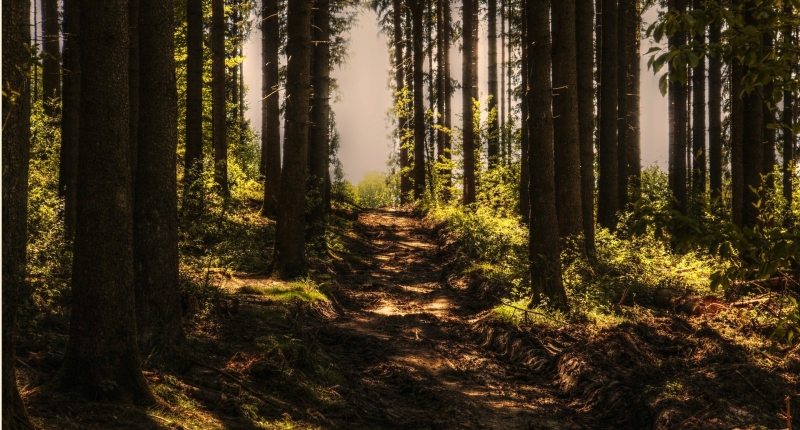 trail in forest