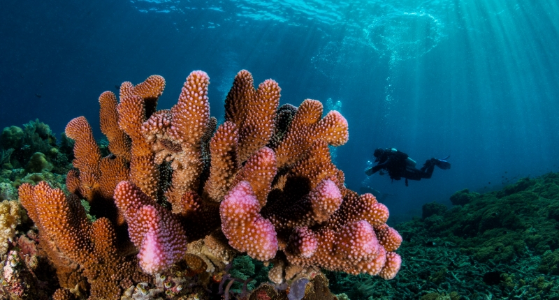 Coral with diver