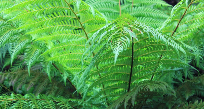 fern