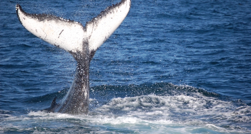 whale tail