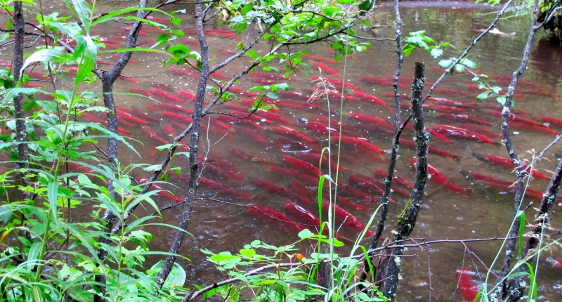 salmon in river