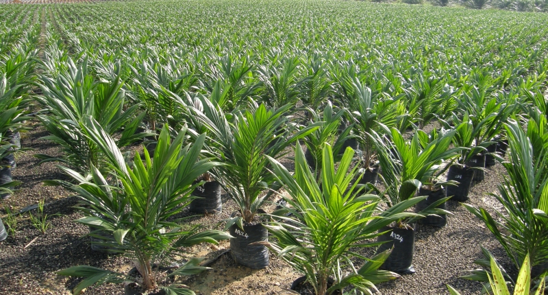 oil palm nursery