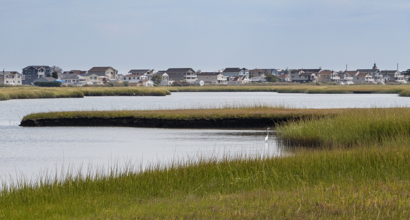 Coastal wetland with houses in background and bird in foreground