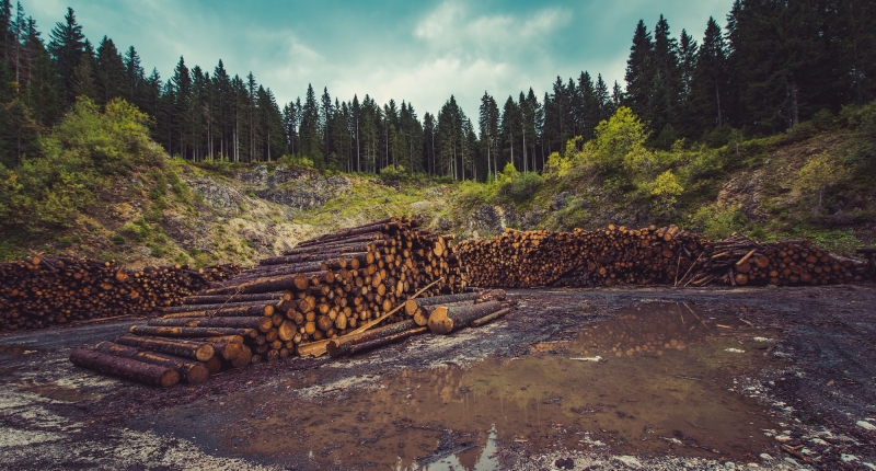 pile of logs with forest in background