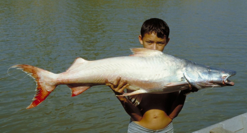 boy holding dorado catfish