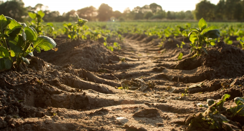 Soil in a crop field