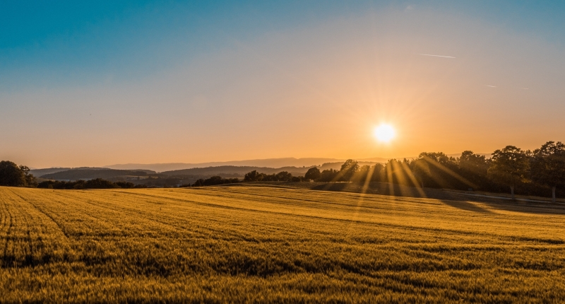 Sun shines over a farm field