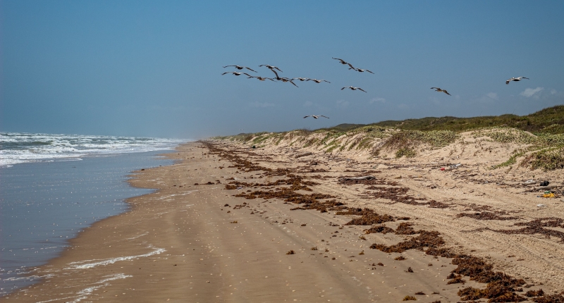 Beach and flock of gulls flying in air