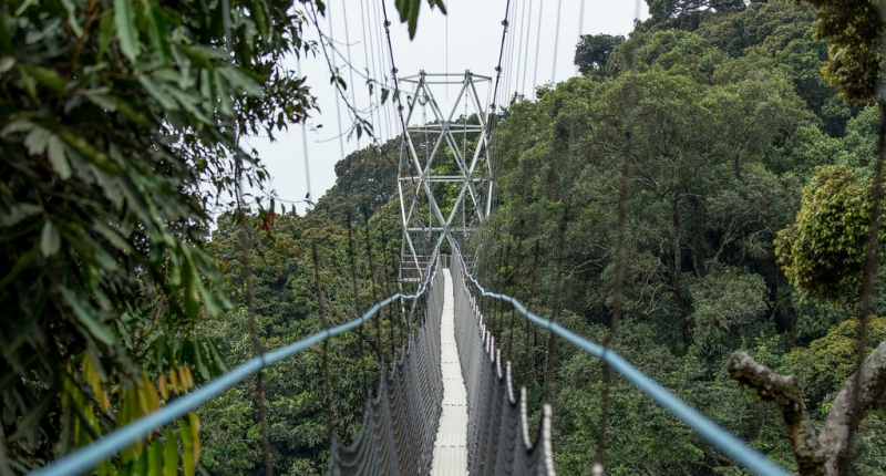 a view from a canopy walk