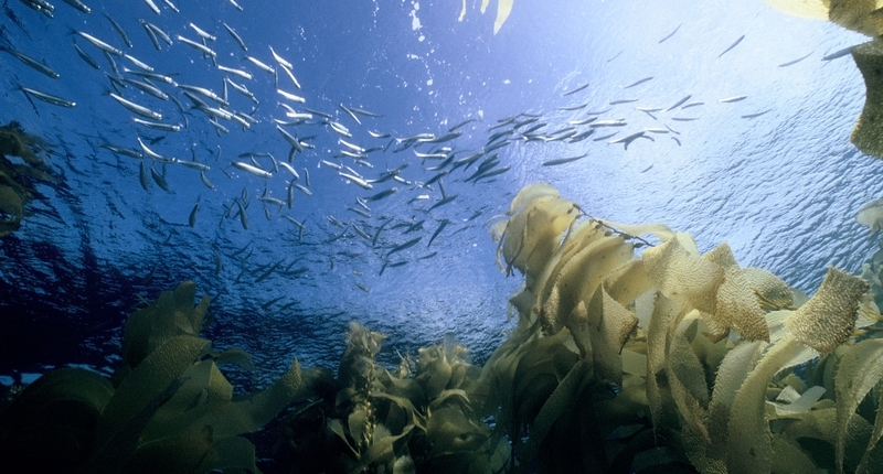 fish schooling around kelp