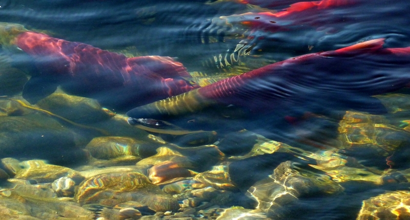 salmon swimming