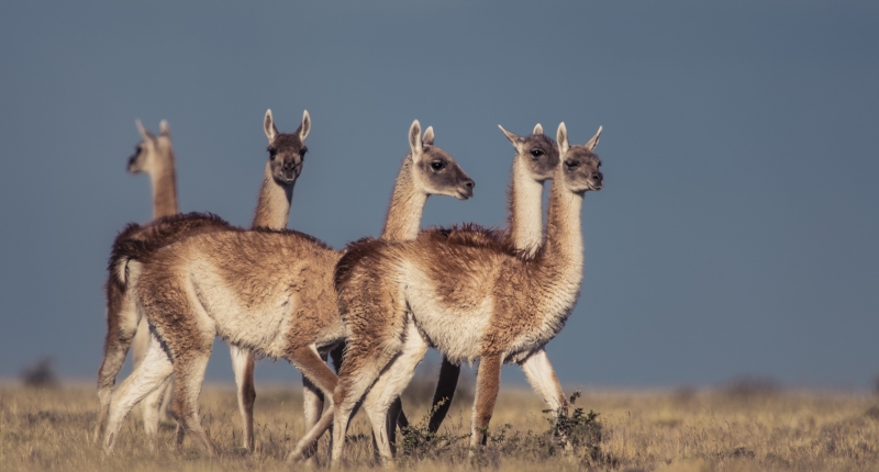 5 alpaca type animals on grasslands