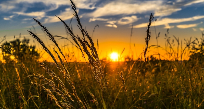 Sunset over wheat