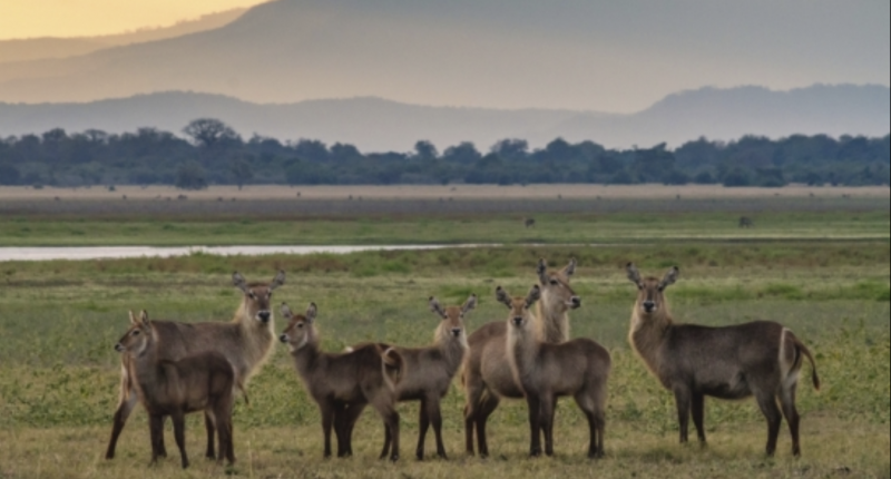 Water Buck in Gorongosa