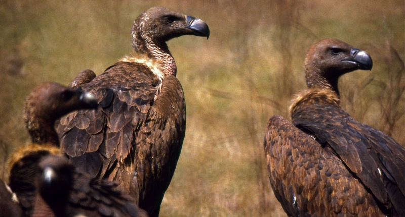 Indian vultures standing together