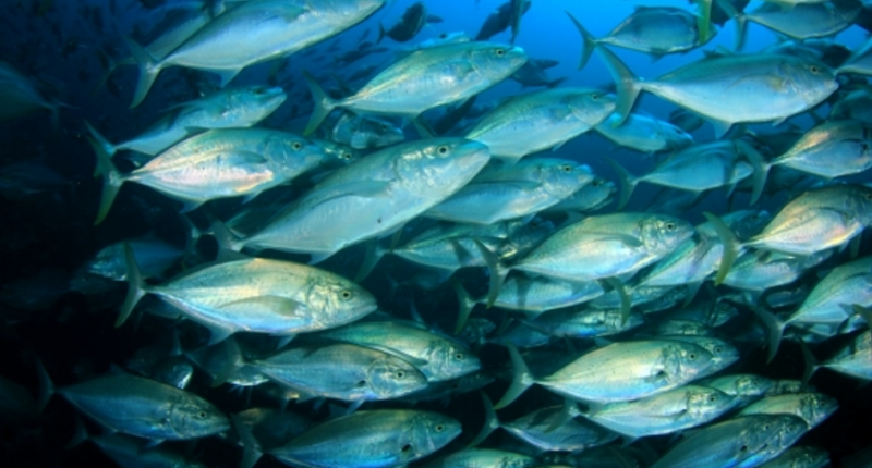 silver fish in blue ocean