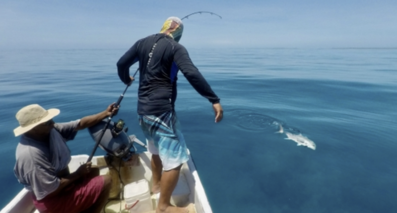 Kiribati fishers landing a giant trevally, or te urua, off the island of Onotoa, Gilbert Islands, Kiribati