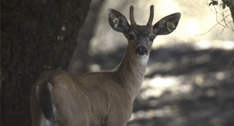 Newswise: After California’s 3rd-largest wildfire, deer returned home while trees were ‘still smoldering’