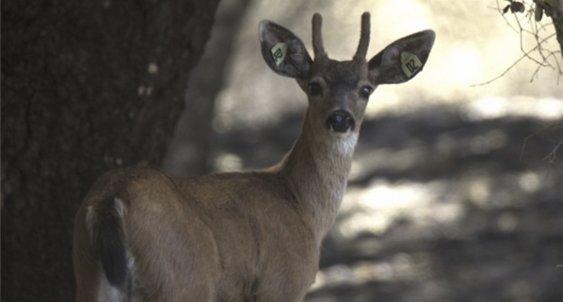 Deer after fire