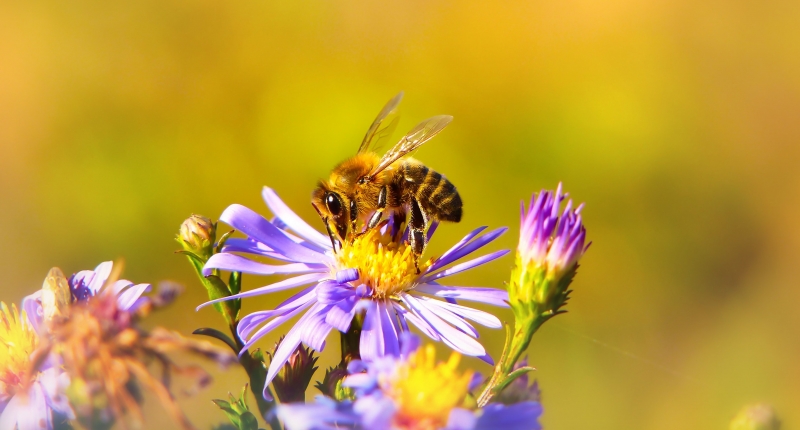 Bee pollinating a purple flower