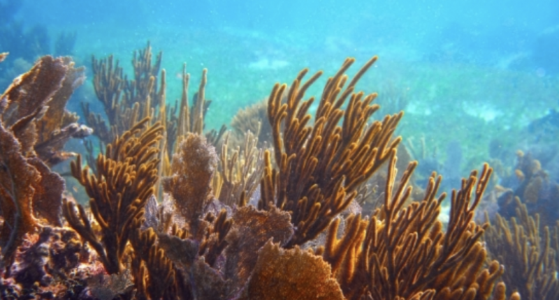 The second largest Barrier Reef in regards to tracking nitrogen pollution