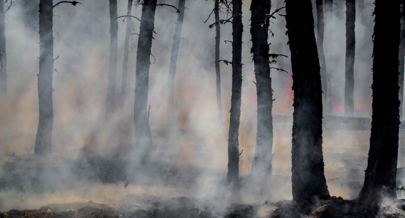 Smoke and embers dominate the forest landscape with the last flames of the Harding Fire in Northeastern Canada.