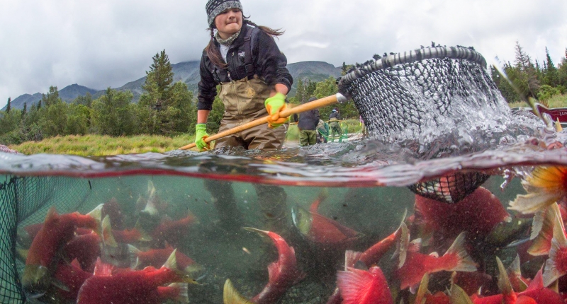woman with a net fishing for Salmon in Alaska
