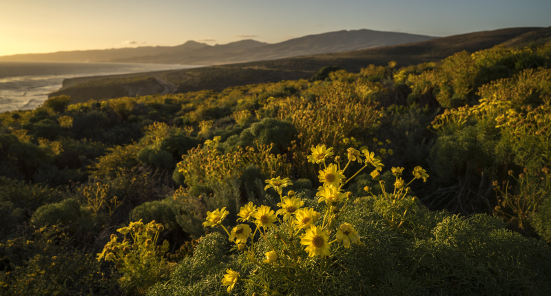 california sunflowers on the coastline at dangermond preserve during the golden hour
