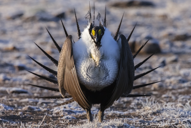 Sage grouse