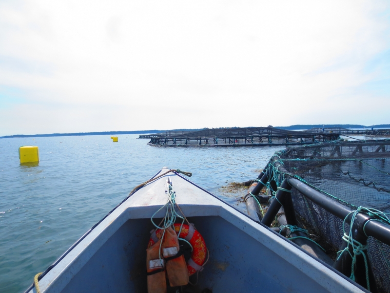 Boat and salmon farm pens in the ocean