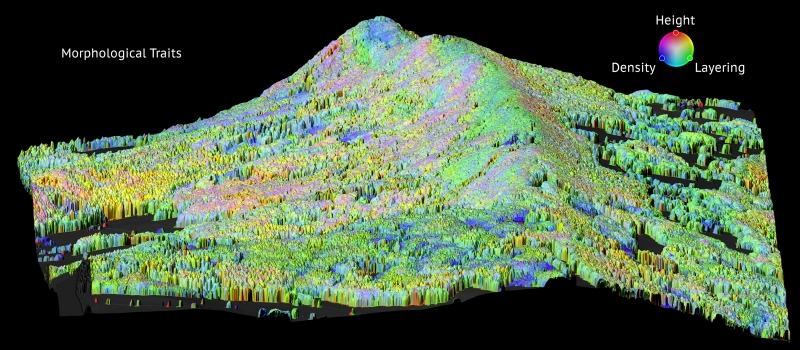 Digital image showing forest biodiversity on a mountain