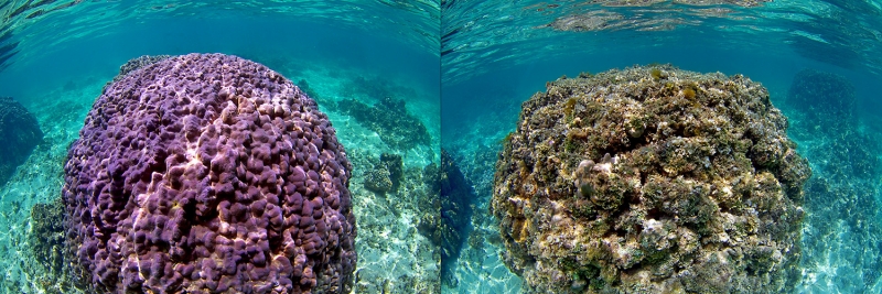 healthy coral reef and dead coral reef 