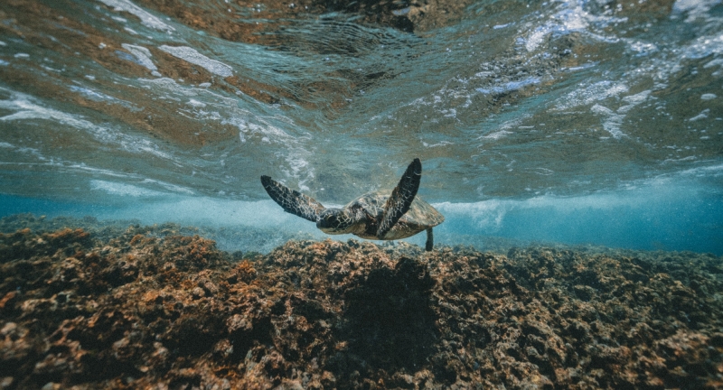 sea turtle swimming in ocean