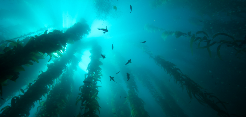 underwater forest of kelp and fish