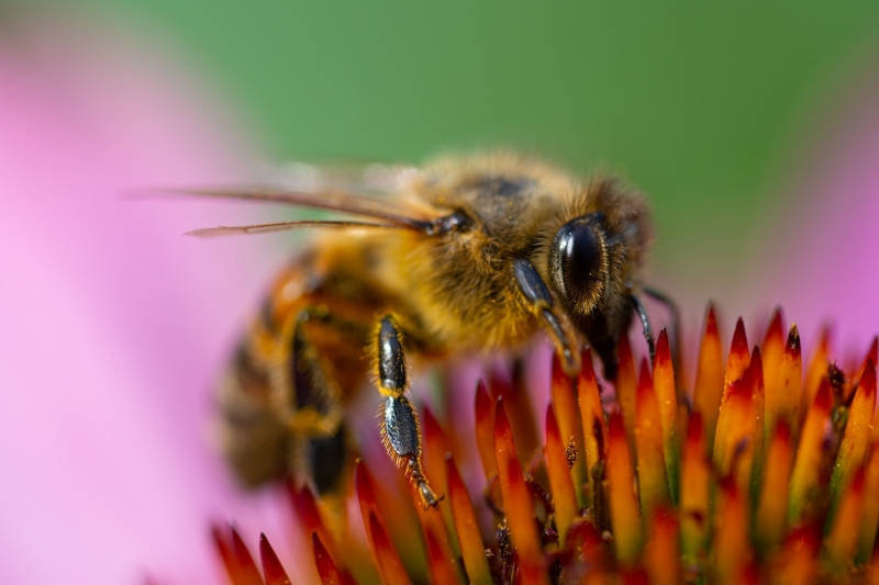 bee pollinating orange flower