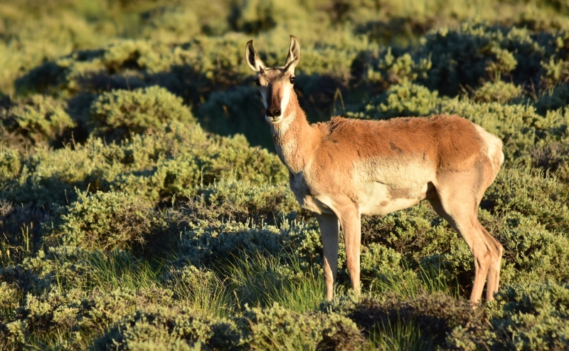 A pronghorn antelope standing in green sage grassland