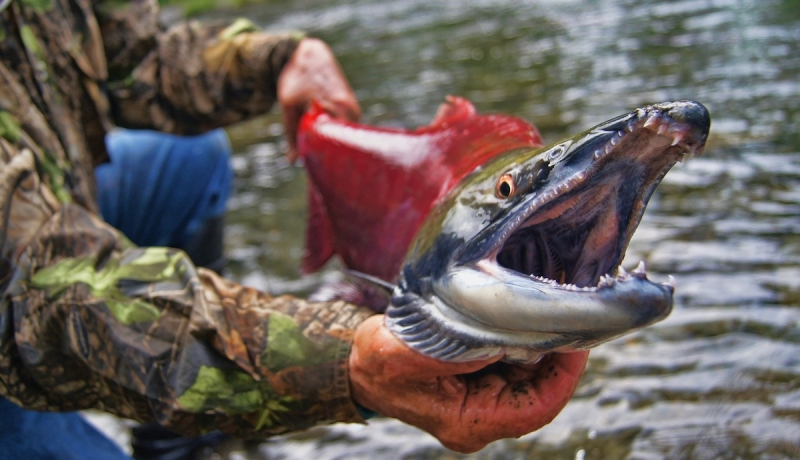 Fisherman holding a salmon with its mouth open