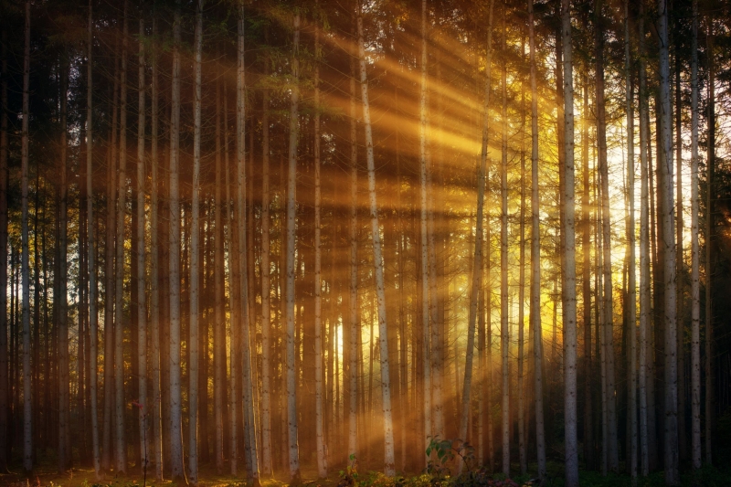 golden forest light through trees