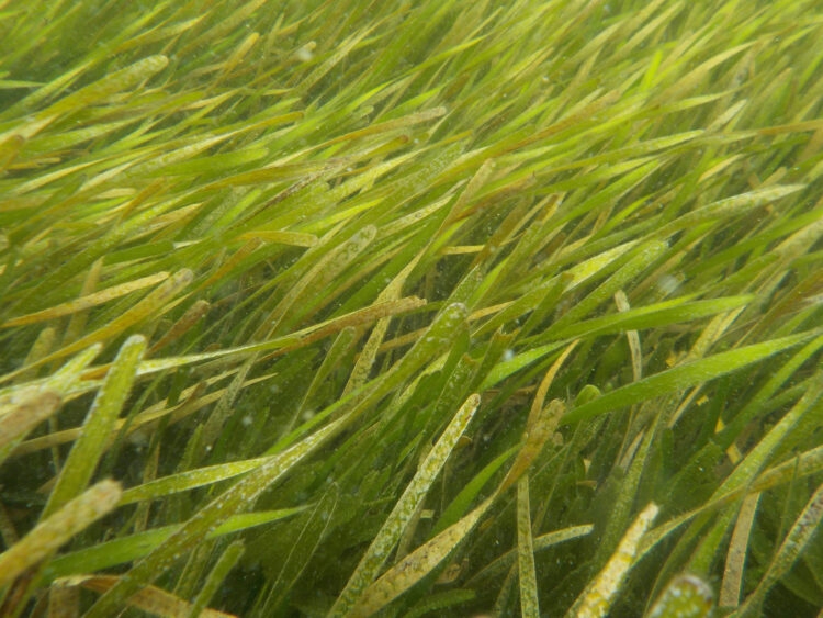 Underwater close up of bright green sea grass