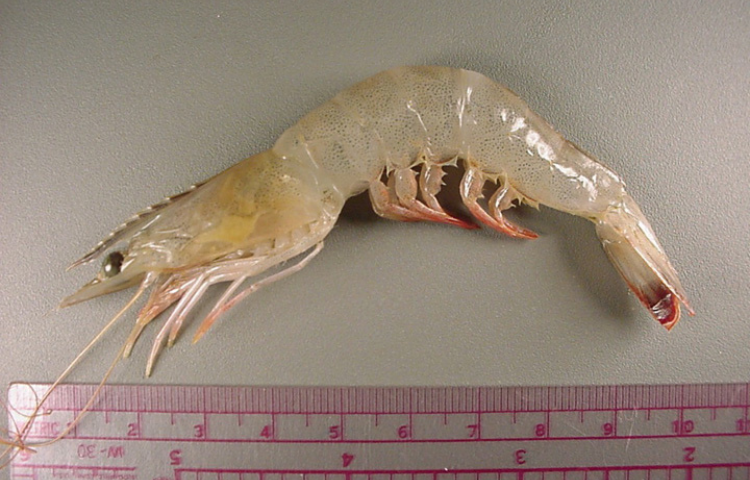 shrimp next to ruler for scale